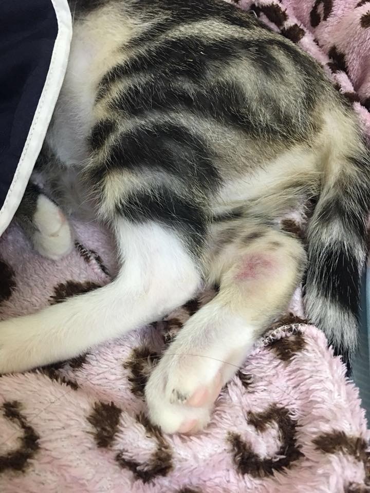 (相片由受訪者提供) (相片由受訪者提供)