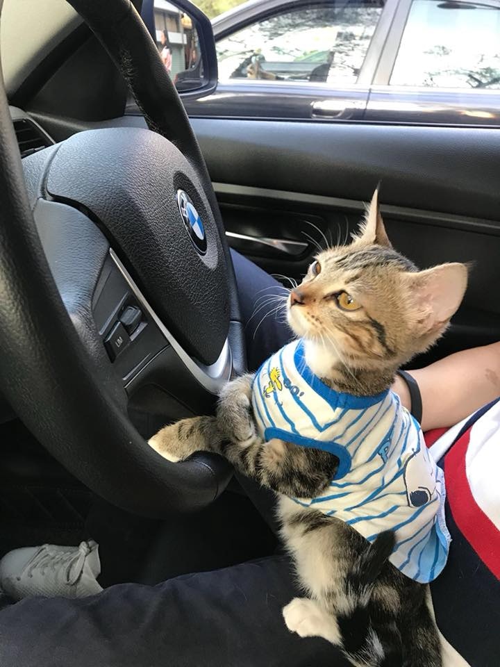 Beta樂天的性格,深得陳太一家人寵愛,他們都很疼錫牠。(相片由受訪者提供) Beta樂天的性格,深得陳太一家人寵愛,他們都很疼錫牠。(相片由受訪者提供)