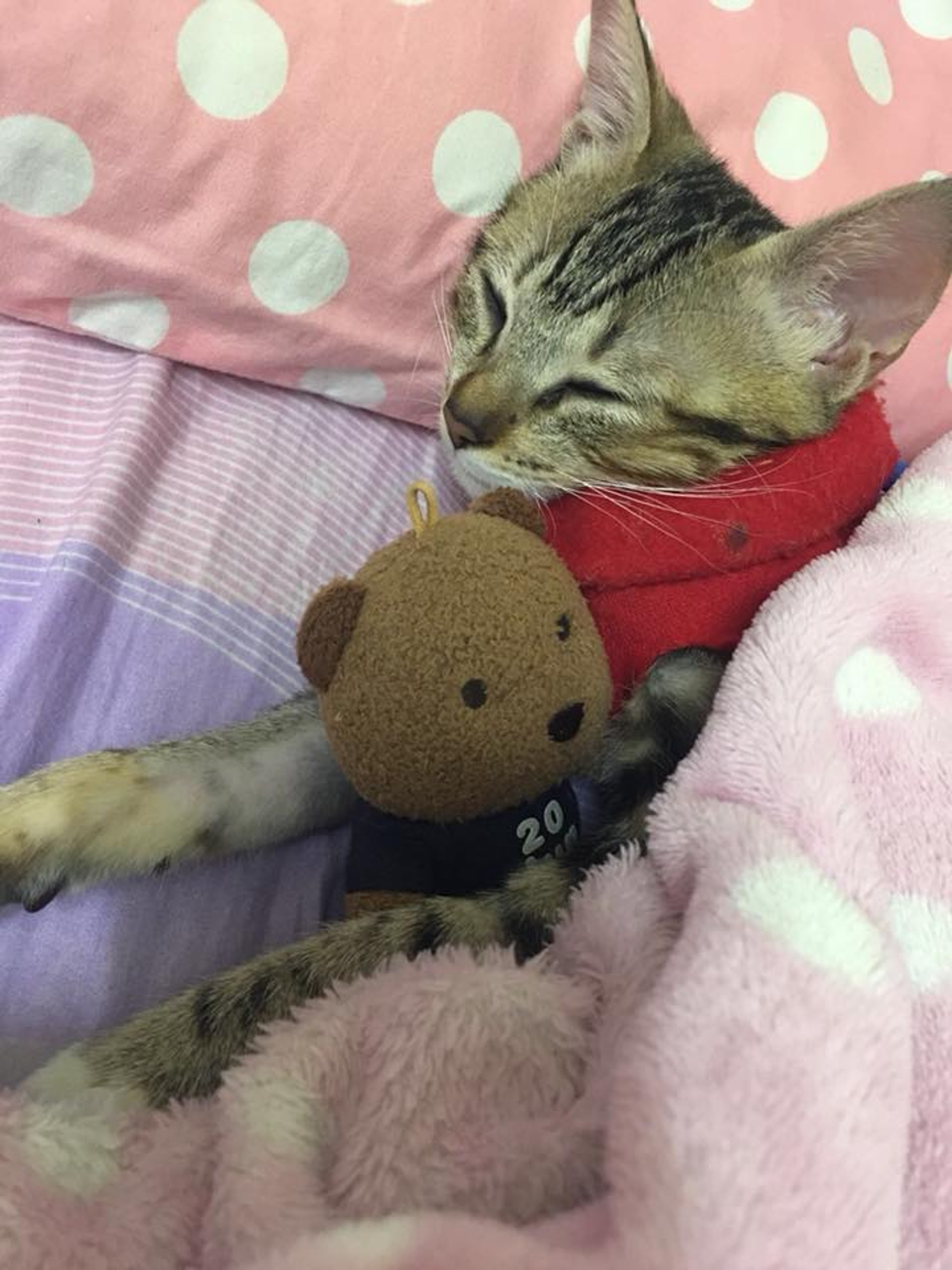 (相片由受訪者提供) (相片由受訪者提供)