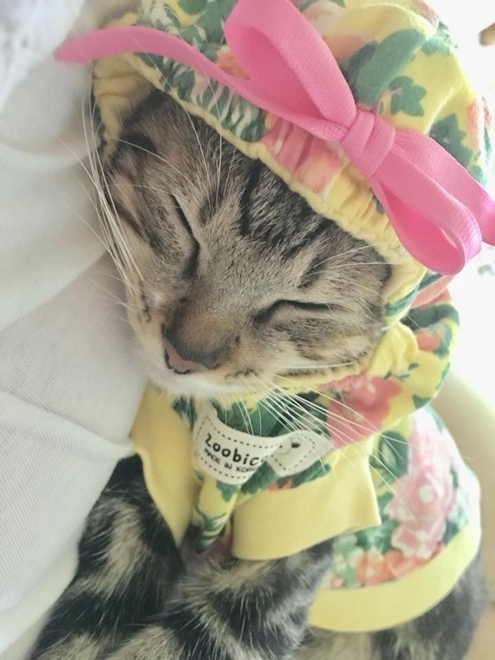 Beta雖然不幸得了這罕見病症,但蒙恩能有暫托家庭待如掌上明珠般愛護,珍惜每一天相處,是牠的最大福氣。(相片由受訪者提供) Beta雖然不幸得了這罕見病症,但蒙恩能有暫托家庭待如掌上明珠般愛護,珍惜每一天相處,是牠的最大福氣。(相片由受訪者提供)