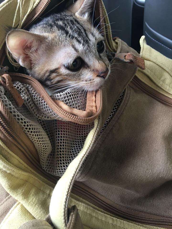 暫托陳太和她女兒每日都會輪著抱緊Beta,擔憂牠會受傷,就連吃飯都從不缺牠。(相片由受訪者提供) 暫托陳太和她女兒每日都會輪著抱緊Beta,擔憂牠會受傷,就連吃飯都從不缺牠。(相片由受訪者提供)