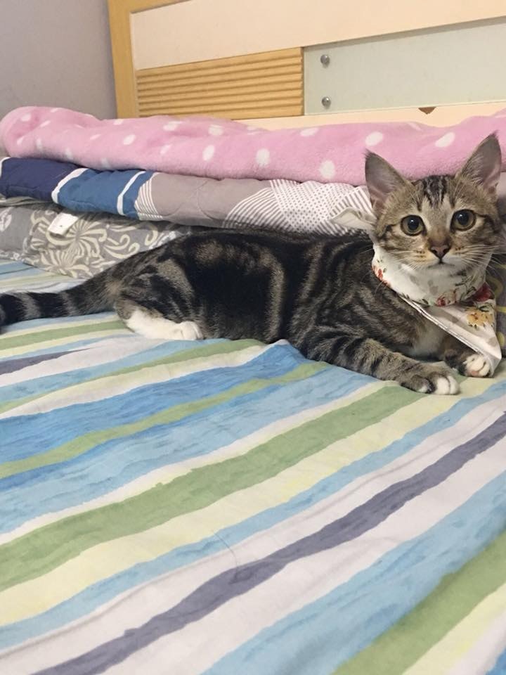 牠還要黏她女兒才能安安定定地睡覺,令人感到非常窩心和貼身。(相片受訪者提供) 牠還要黏她女兒才能安安定定地睡覺,令人感到非常窩心和貼身。(相片受訪者提供)