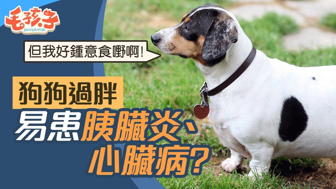 狗 知識 狗狗也要減肥超重隨時大禍臨頭 香港01 寵物 狗 知識 狗狗也要減肥超重隨時大禍臨頭 香港01 寵物
