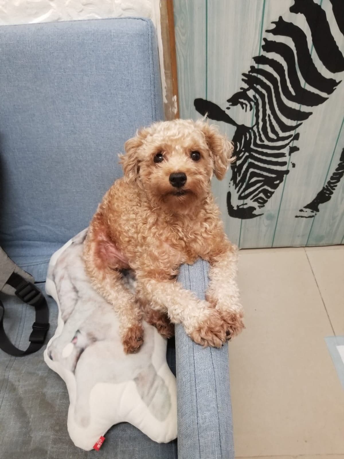 「細佬」的四足明顯較深色。(受訪者提供) 「細佬」的四足明顯較深色。(受訪者提供)