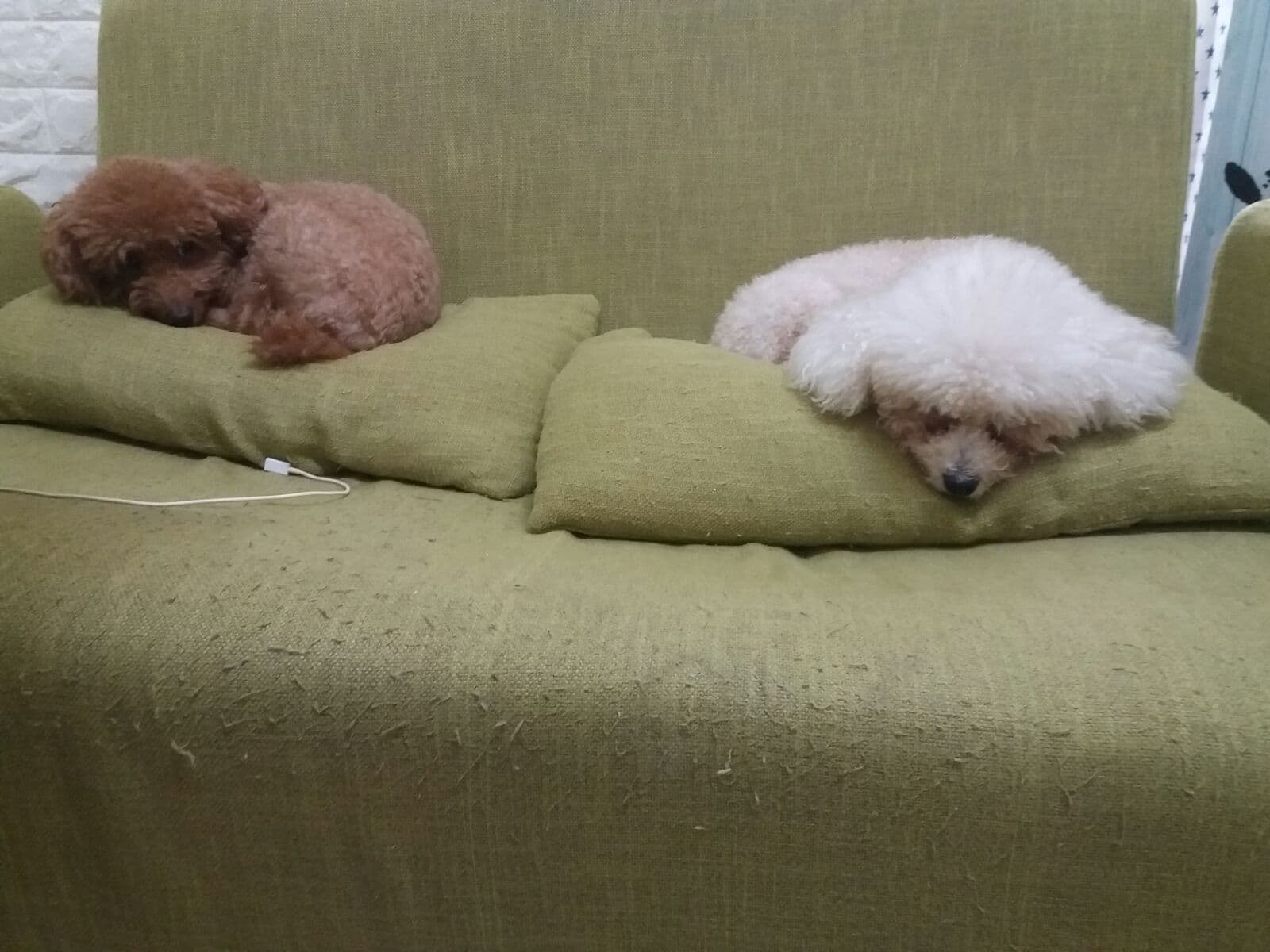 左為「細佬」,牠小時候毛色為深棕色,後來才逐漸變成淺棕。右邊為「迪迪」。(受訪者提供) 左為「細佬」,牠小時候毛色為深棕色,後來才逐漸變成淺棕。右邊為「迪迪」。(受訪者提供)