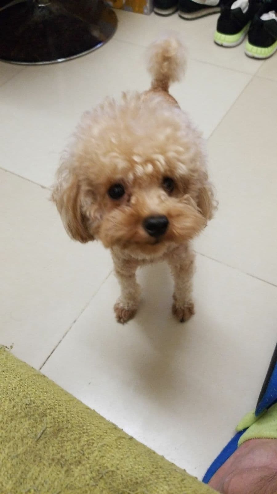 Lorna為了找回「細佬」,損失近萬元生意額。(受訪者提供) Lorna為了找回「細佬」,損失近萬元生意額。(受訪者提供)