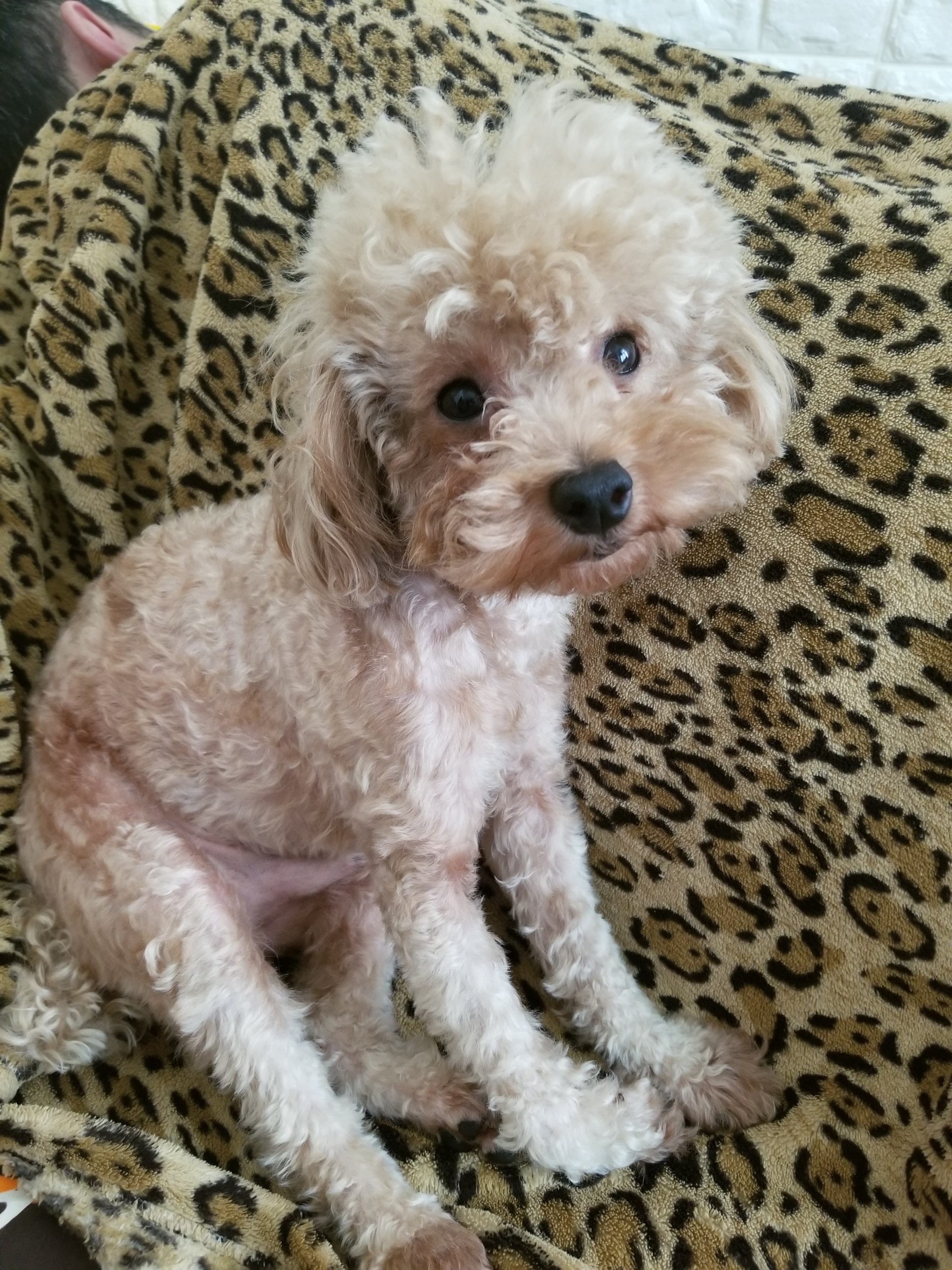 Lorna為了找回「細佬」,損失近萬元生意額。(受訪者提供) Lorna為了找回「細佬」,損失近萬元生意額。(受訪者提供)