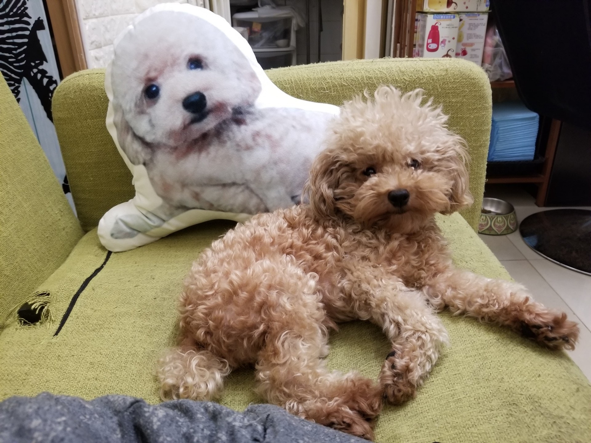 Lorna為了找回「細佬」,損失近萬元生意額。(受訪者提供) Lorna為了找回「細佬」,損失近萬元生意額。(受訪者提供)