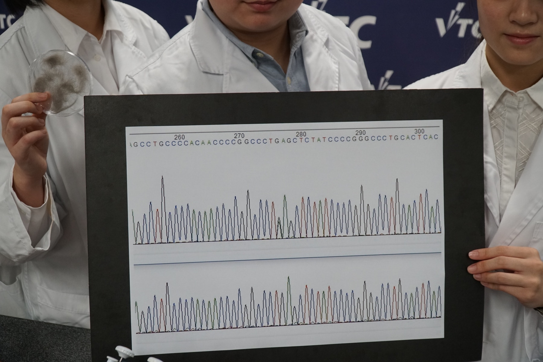 研究團隊掌握提取貓毛檢測DNA技術後,隨即為已確診患有肥厚性心肌遺傳病及健康貓隻DNA比對,從序列間進行分析。(鄧偉傑攝) 研究團隊掌握提取貓毛檢測DNA技術後,隨即為已確診患有肥厚性心肌遺傳病及健康貓隻DNA比對,從序列間進行分析。(鄧偉傑攝)