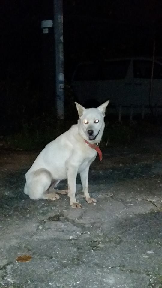 Gloria於颱風襲港前夕遇到唐狗「Cream」。(受訪者提供) Gloria於颱風襲港前夕遇到唐狗「Cream」。(受訪者提供)