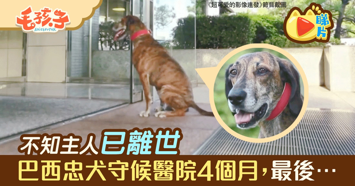 忠犬 不知流浪漢主人送院不治狗狗醫院門前苦等4個月 香港01 寵物