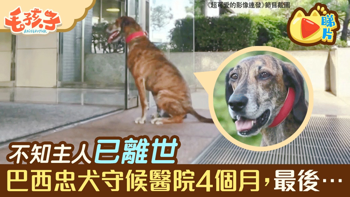 忠犬 不知流浪漢主人送院不治狗狗醫院門前苦等4個月 香港01 寵物 忠犬 不知流浪漢主人送院不治狗狗醫院門前苦等4個月 香港01 寵物