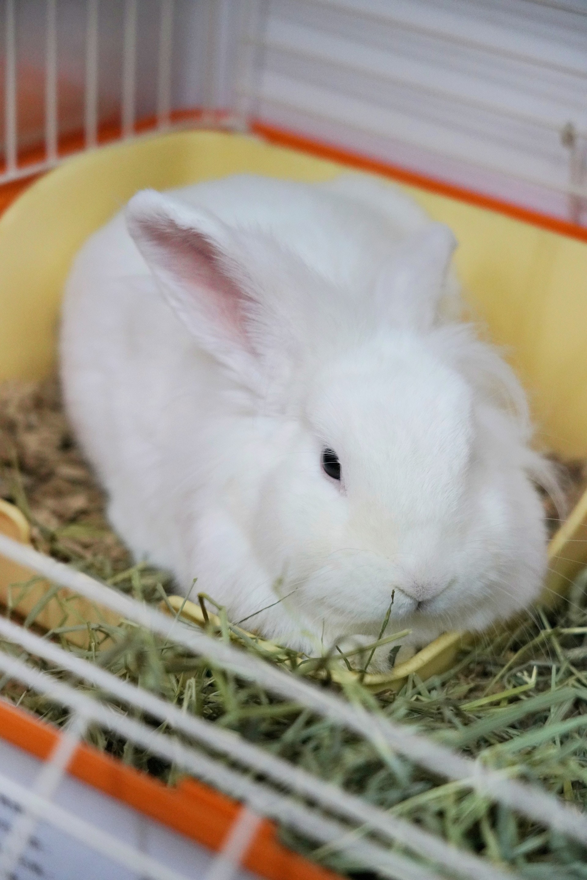 (植加祐攝) (植加祐攝)