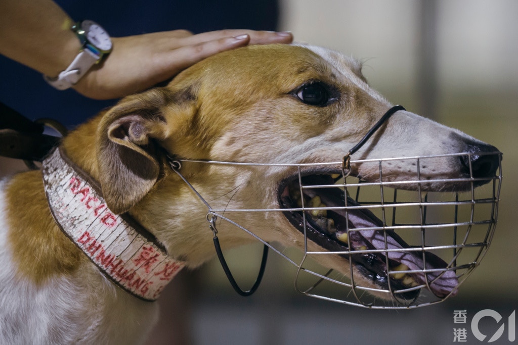 逸園限期前仍未能提供符合條件的安置格力犬場地,遭民政總署檢控。(資料圖片/李澤彤攝) 逸園限期前仍未能提供符合條件的安置格力犬場地,遭民政總署檢控。(資料圖片/李澤彤攝)