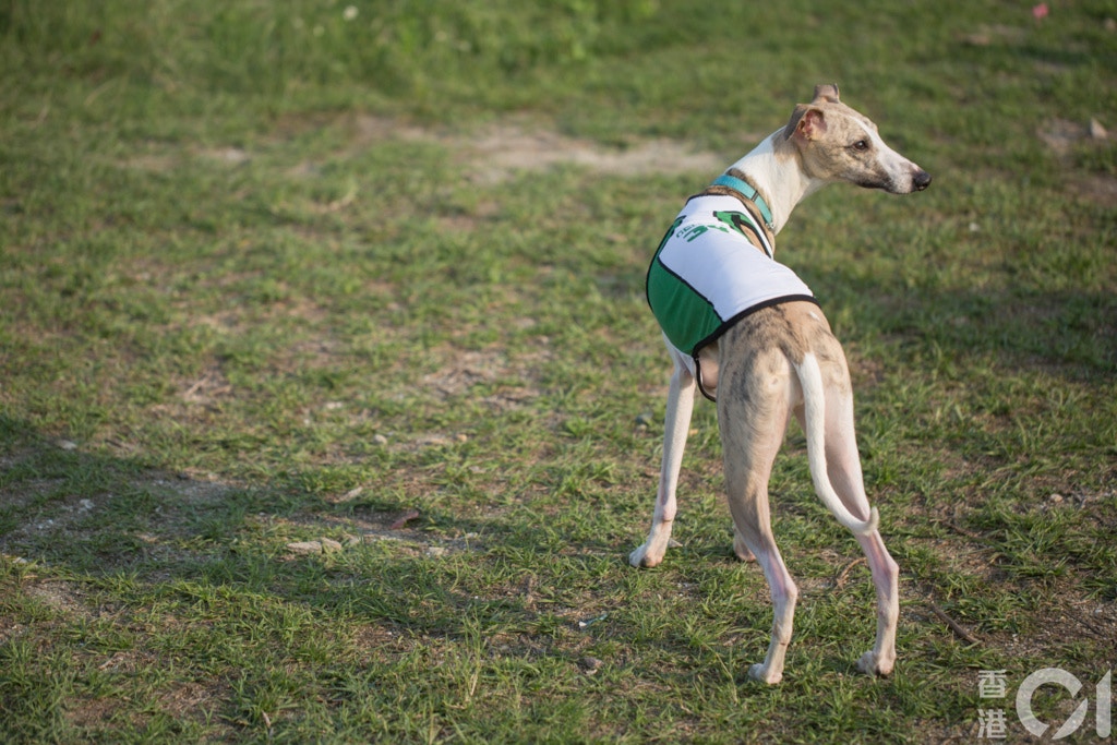 民政總署將接管逸園的500多隻格力犬,並按《動物保護法》檢控其遺棄動物。(資料圖片/羅國輝攝) 民政總署將接管逸園的500多隻格力犬,並按《動物保護法》檢控其遺棄動物。(資料圖片/羅國輝攝)