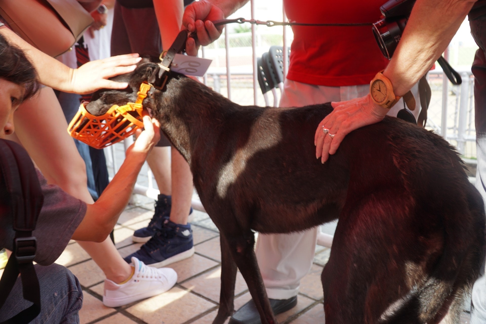 過去雖曾舉辦領養日,但領養進度一直受阻。(資料圖片) 過去雖曾舉辦領養日,但領養進度一直受阻。(資料圖片)