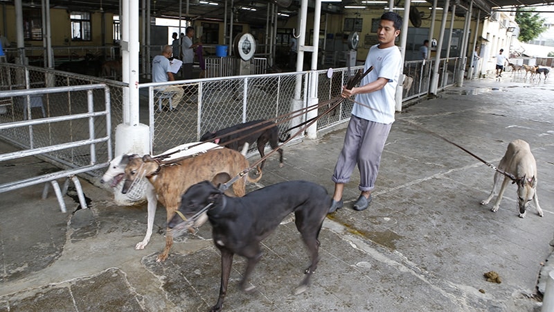 場內的格力犬目前缺乏照顧。(資料圖片) 場內的格力犬目前缺乏照顧。(資料圖片)