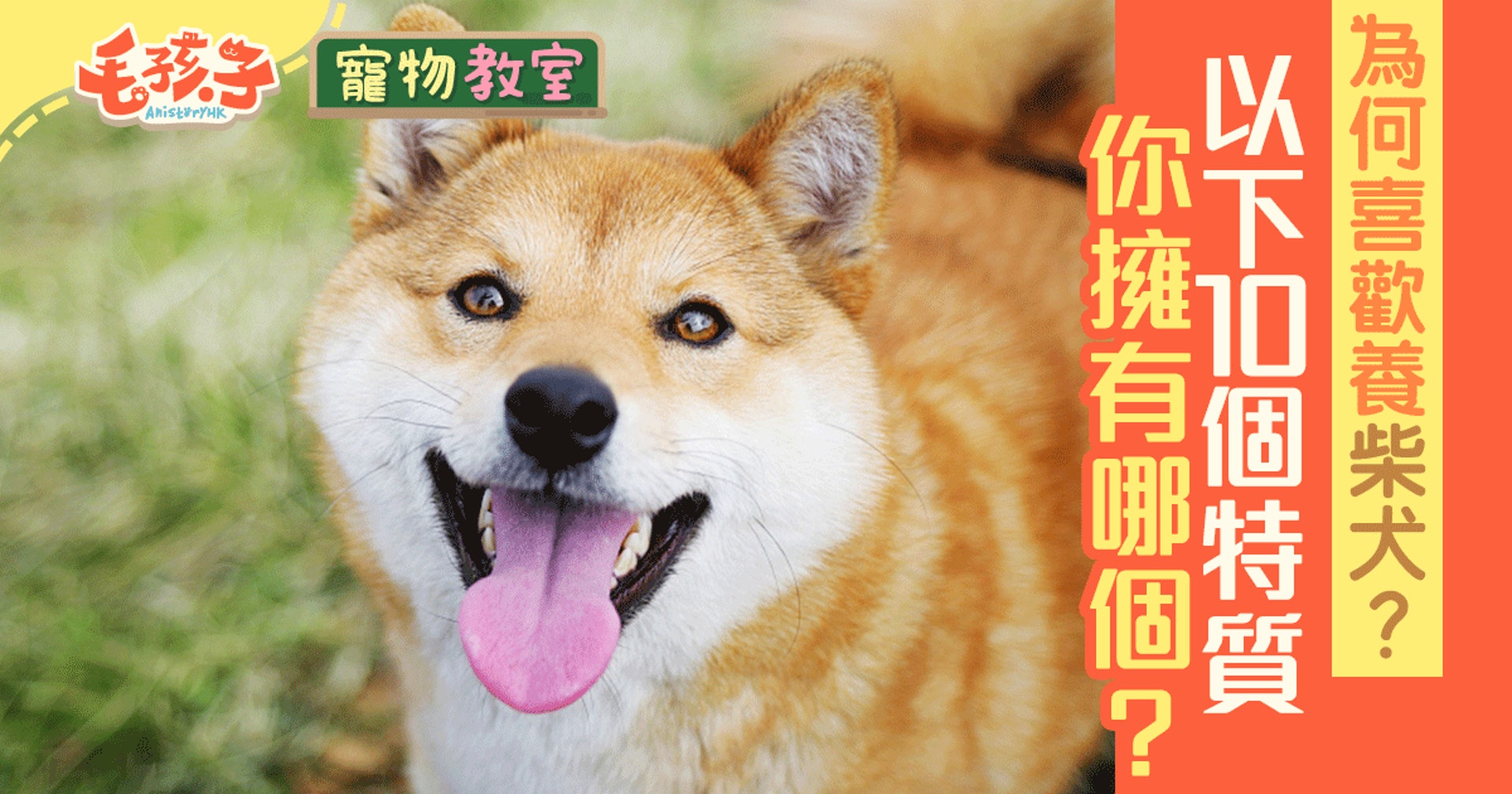 柴犬飼養指南 新手教學 特質介紹 健康問題合輯 香港01 寵物