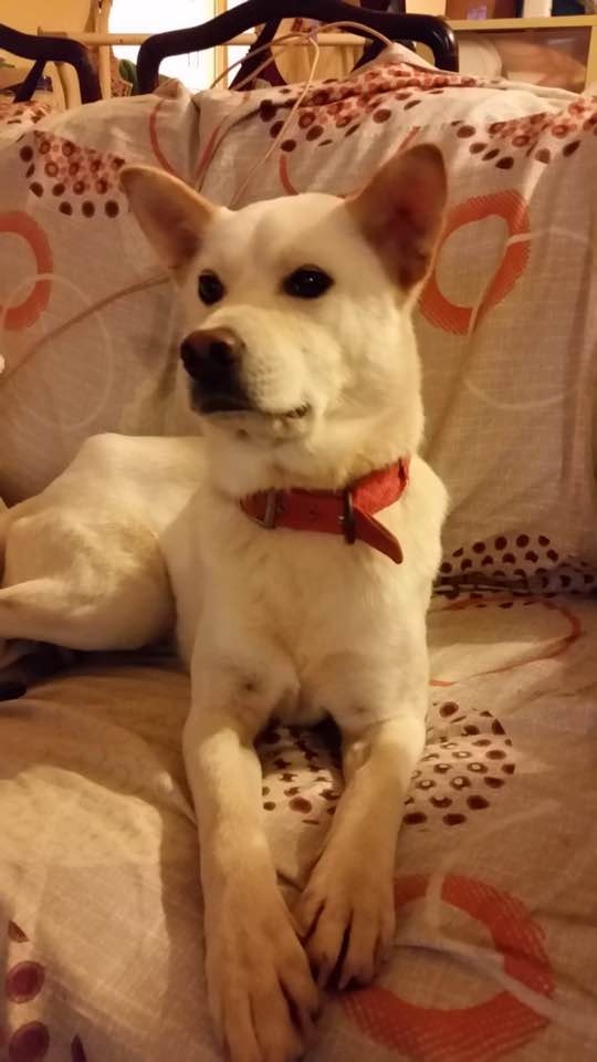 義工Gloria日後於元朗錦田附近看見一頭走失的白色唐狗(受訪者提供) 義工Gloria日後於元朗錦田附近看見一頭走失的白色唐狗(受訪者提供)