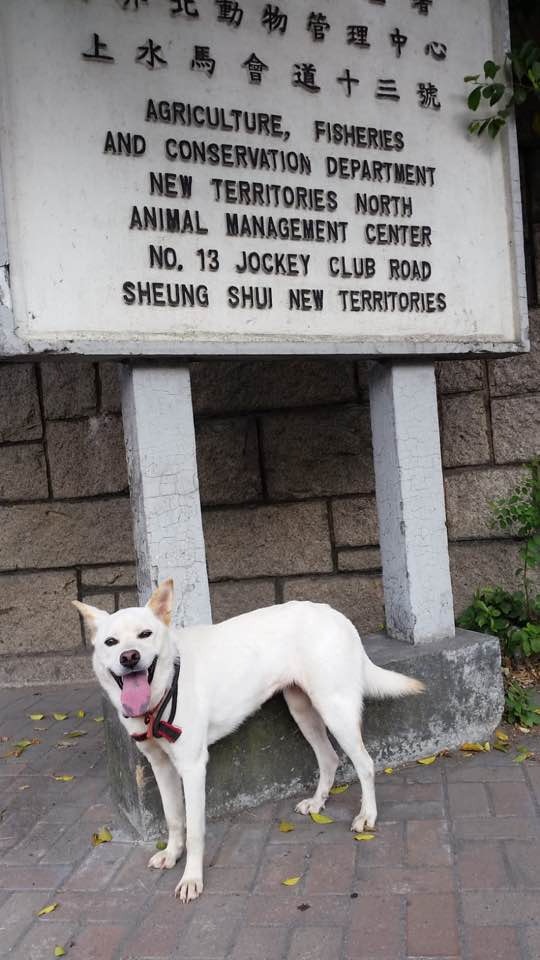 主人聞Cream患病後隨即被拋棄, Gloria表示會暫養Cream。 主人聞Cream患病後隨即被拋棄, Gloria表示會暫養Cream。