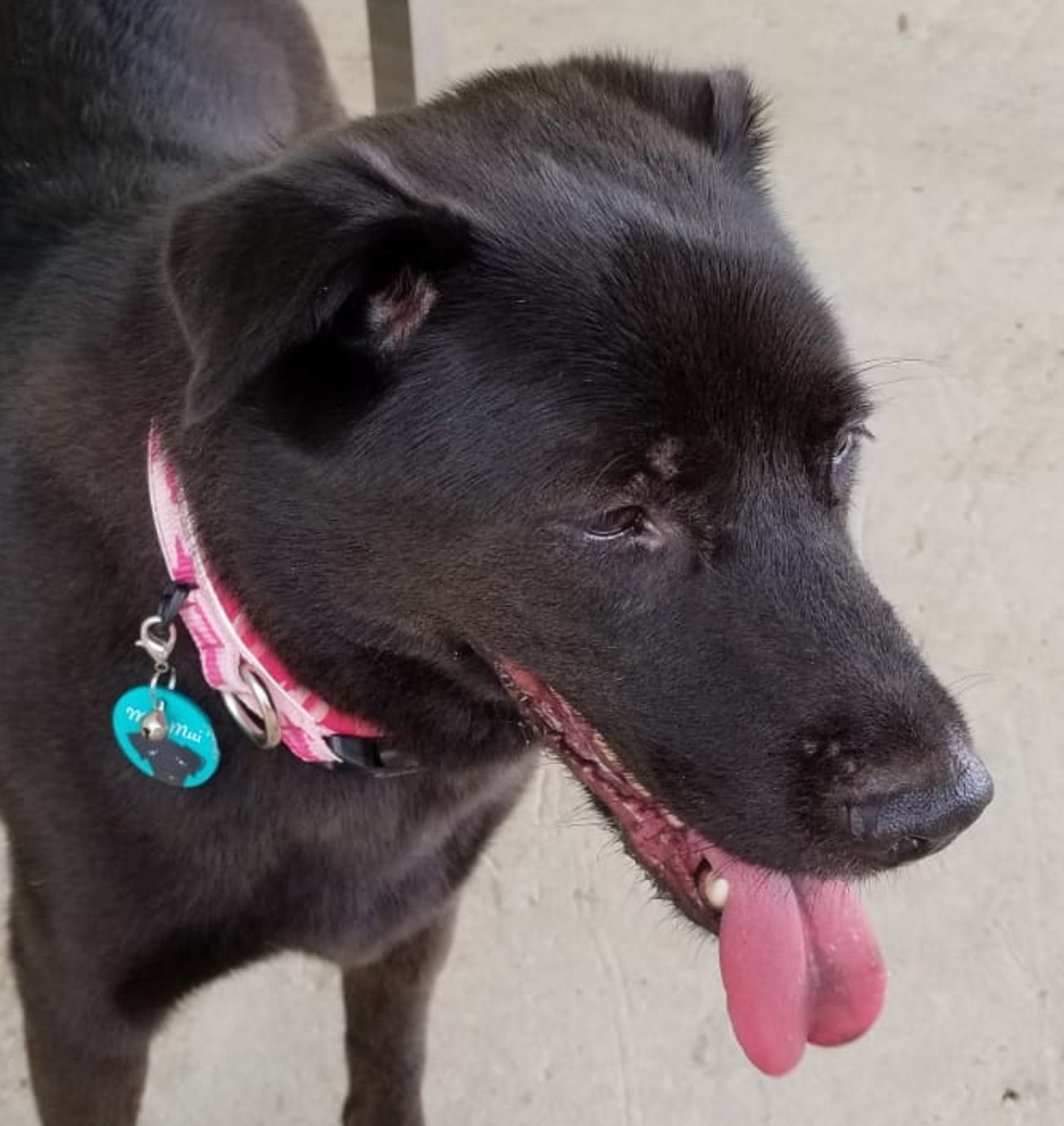 「妹妹」於9月26日在大埔泰亨邨走失,當時戴著粉紅色頸圈。(受訪者提供) 「妹妹」於9月26日在大埔泰亨邨走失,當時戴著粉紅色頸圈。(受訪者提供)