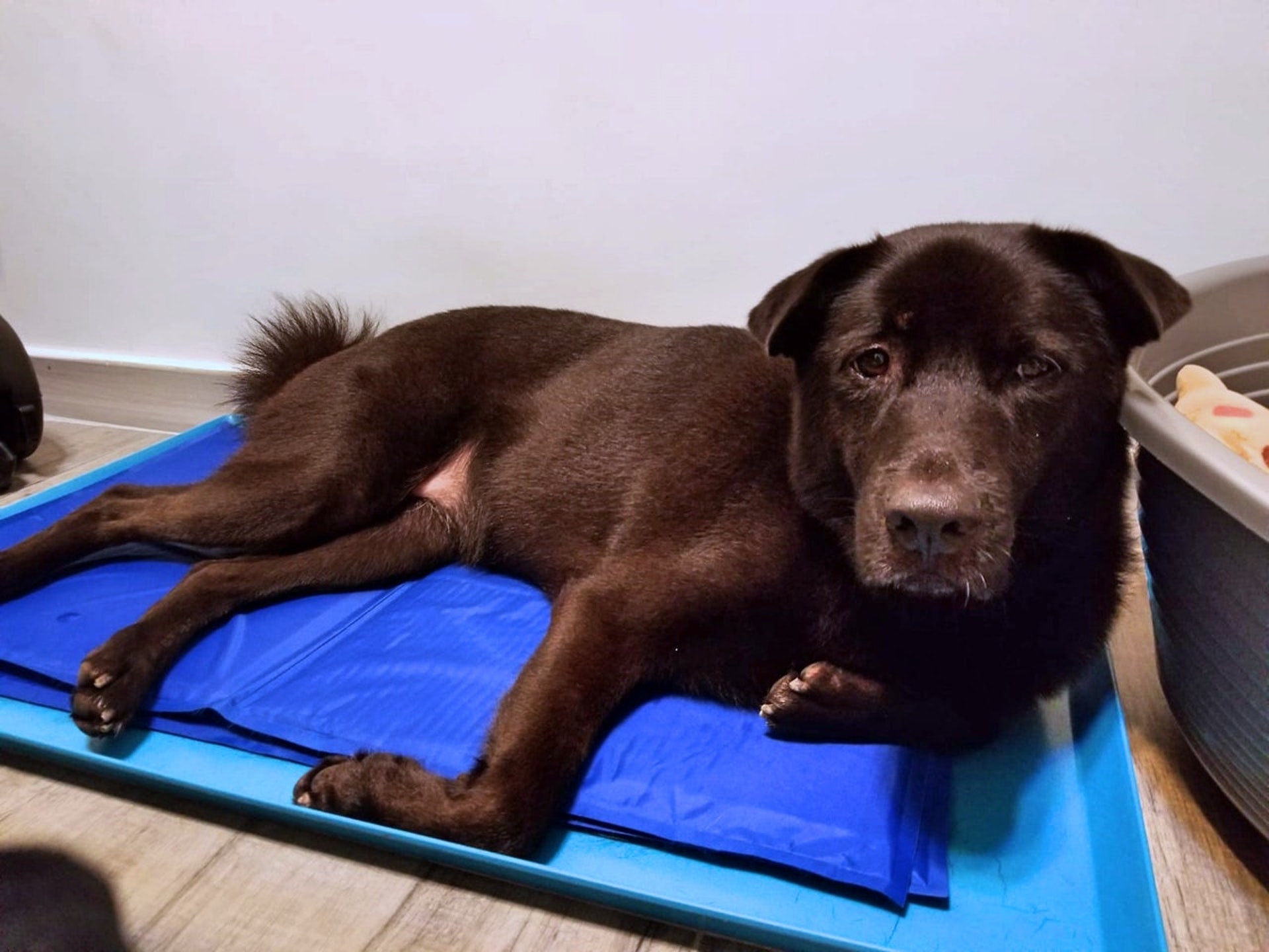 「妹妹」曾在莫小姐人生低谷時陪伴在側,令她重拾勇氣。(受訪者提供) 「妹妹」曾在莫小姐人生低谷時陪伴在側,令她重拾勇氣。(受訪者提供)