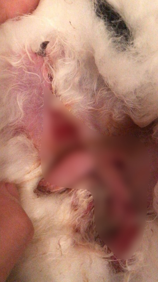 原主人當時拍攝的兔兔傷勢圖,皮膚已嚴重撕裂,血肉模糊。(香港兔友協會) 原主人當時拍攝的兔兔傷勢圖,皮膚已嚴重撕裂,血肉模糊。(香港兔友協會)