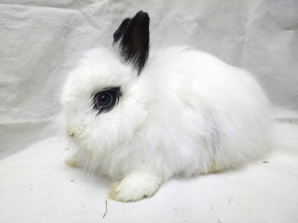 Sky接受手術後，不消數天便痊癒了。（香港兔友協會）