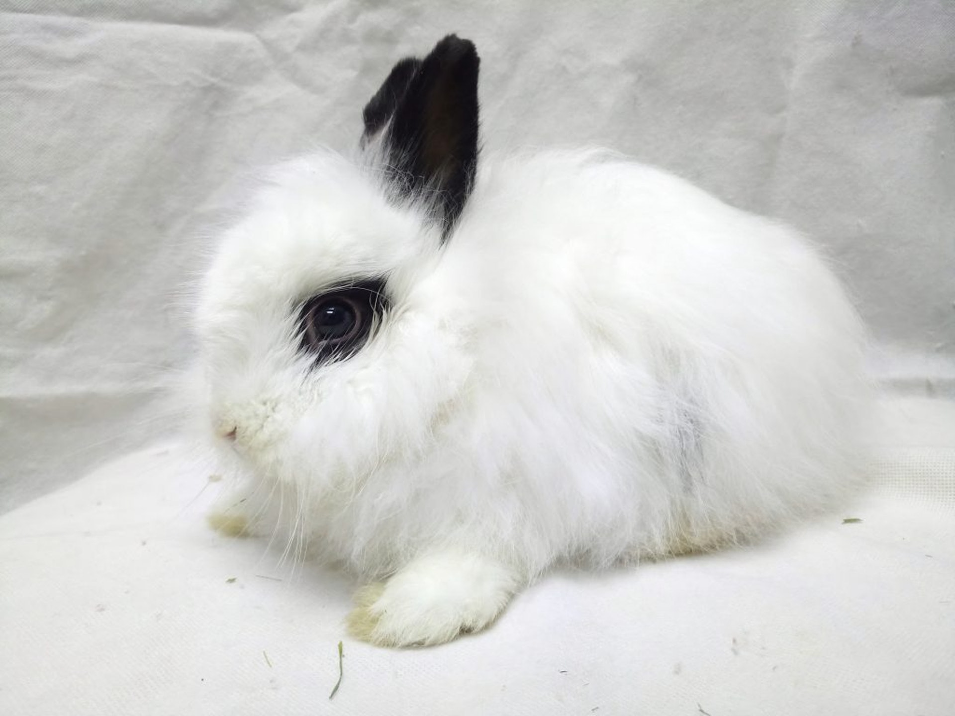 Sky接受手術後,不消數天便痊癒了。(香港兔友協會) Sky接受手術後,不消數天便痊癒了。(香港兔友協會)