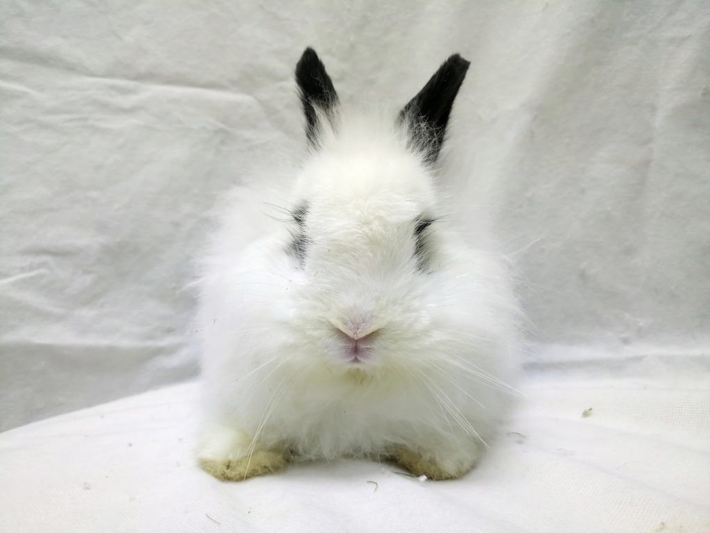 Sky於2個月前被領養。(香港兔友協會) Sky於2個月前被領養。(香港兔友協會)