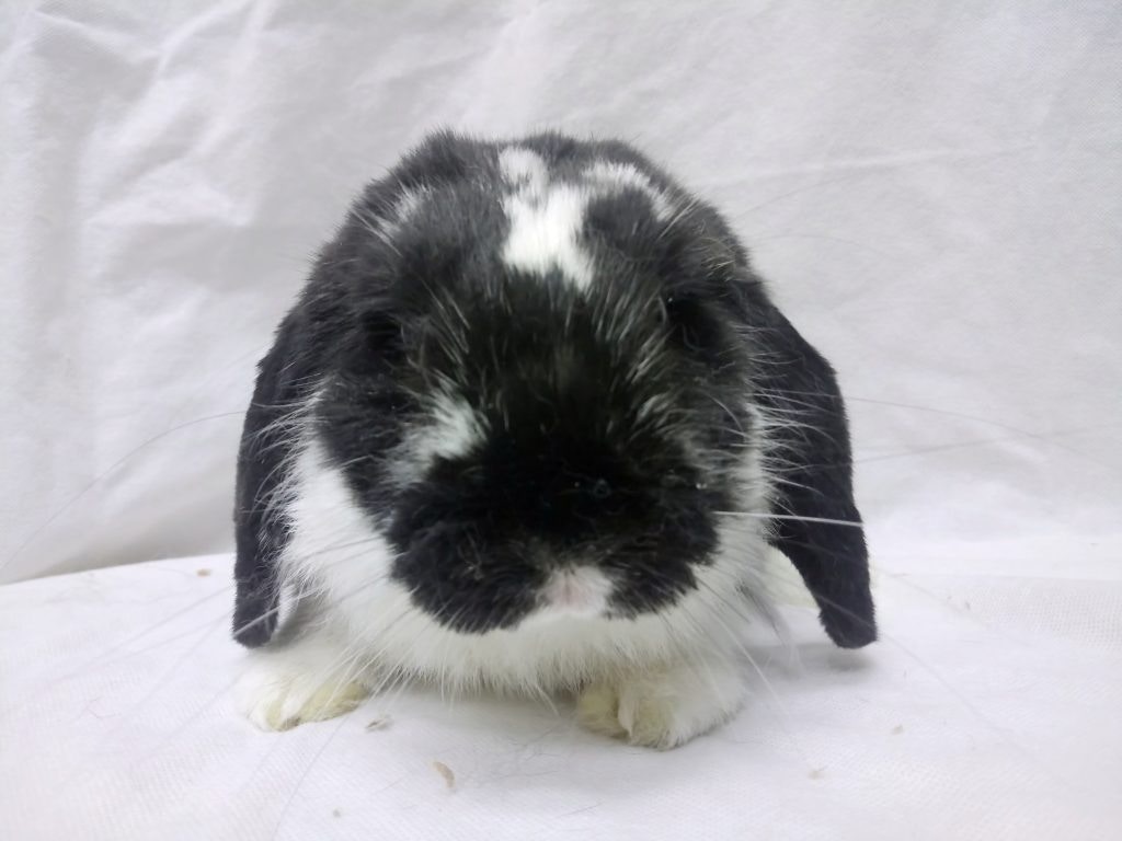 Dario的原主人不停致電兔協催促他們接手。(香港兔友協會) Dario的原主人不停致電兔協催促他們接手。(香港兔友協會)