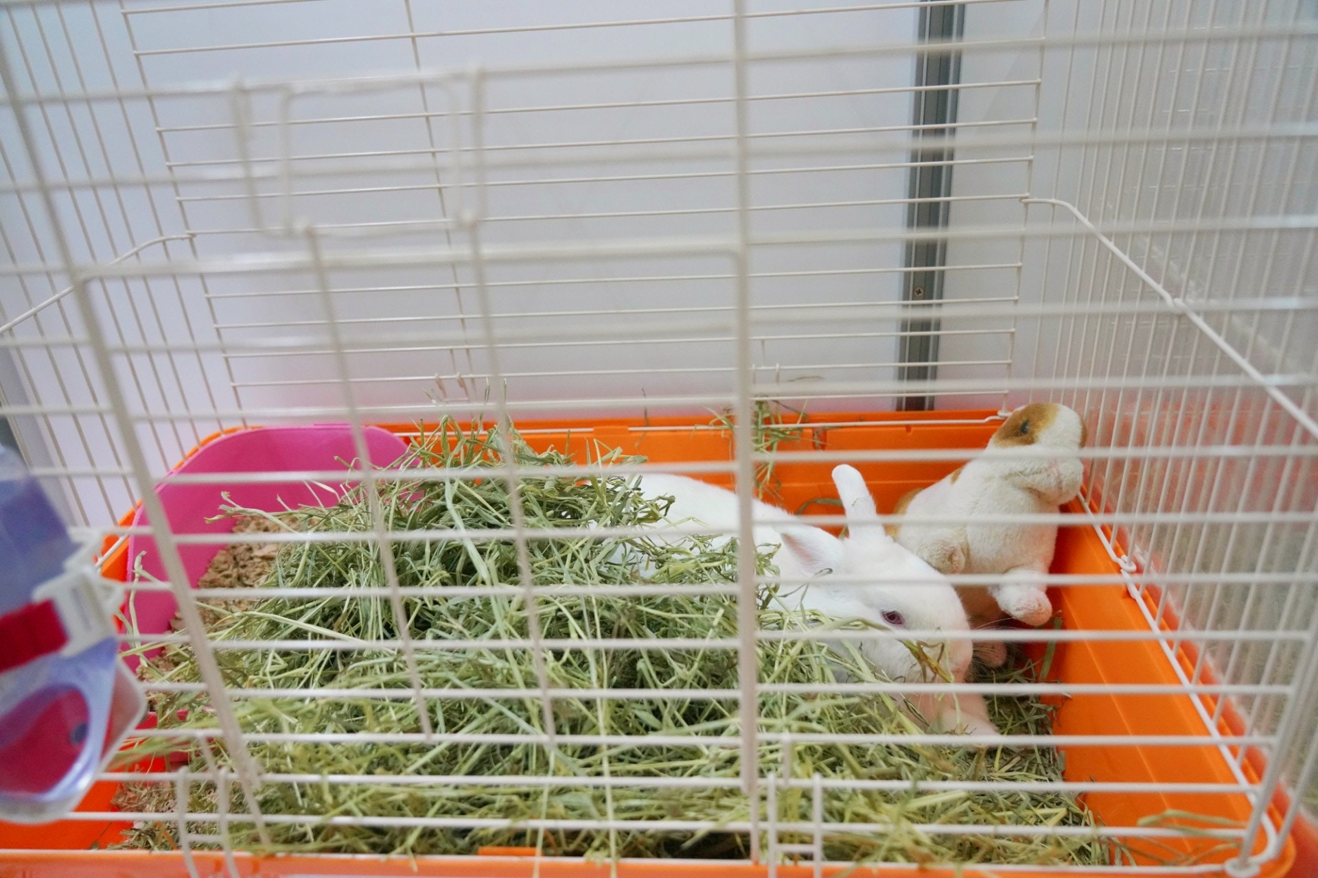 Kim提醒各位寵主,兔兔每天都須進食大量乾草。圖中約為一天份量。(植加佑攝) Kim提醒各位寵主,兔兔每天都須進食大量乾草。圖中約為一天份量。(植加佑攝)