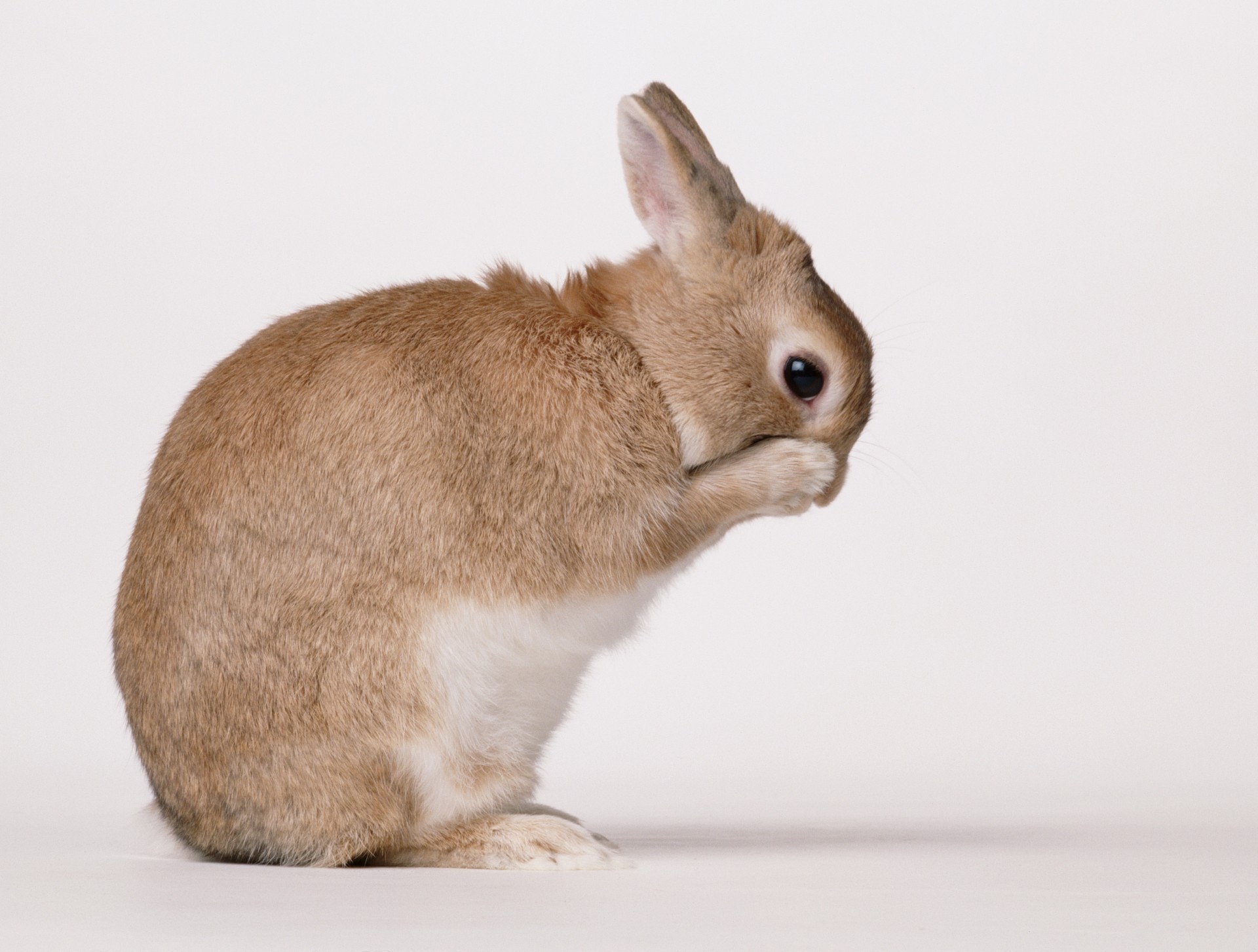 兔兔若進食過少乾草,牙齒容易過長,或引致食慾不振、皮膚潰爛、流眼水等徵狀。(VCG) 兔兔若進食過少乾草,牙齒容易過長,或引致食慾不振、皮膚潰爛、流眼水等徵狀。(VCG)