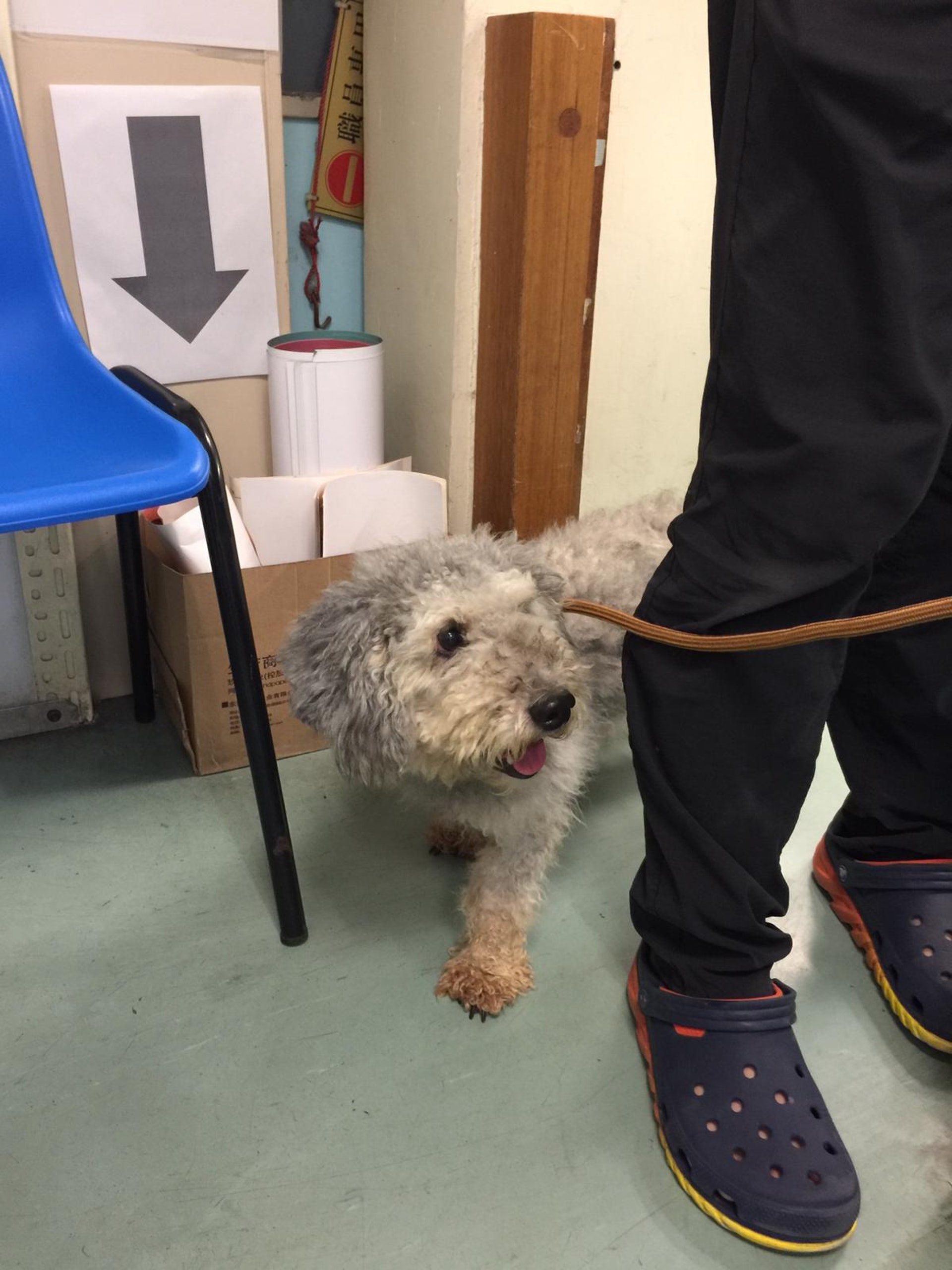 綿綿樣子可愛,可惜一直未有人領養。(相片由受訪者提供) 綿綿樣子可愛,可惜一直未有人領養。(相片由受訪者提供)