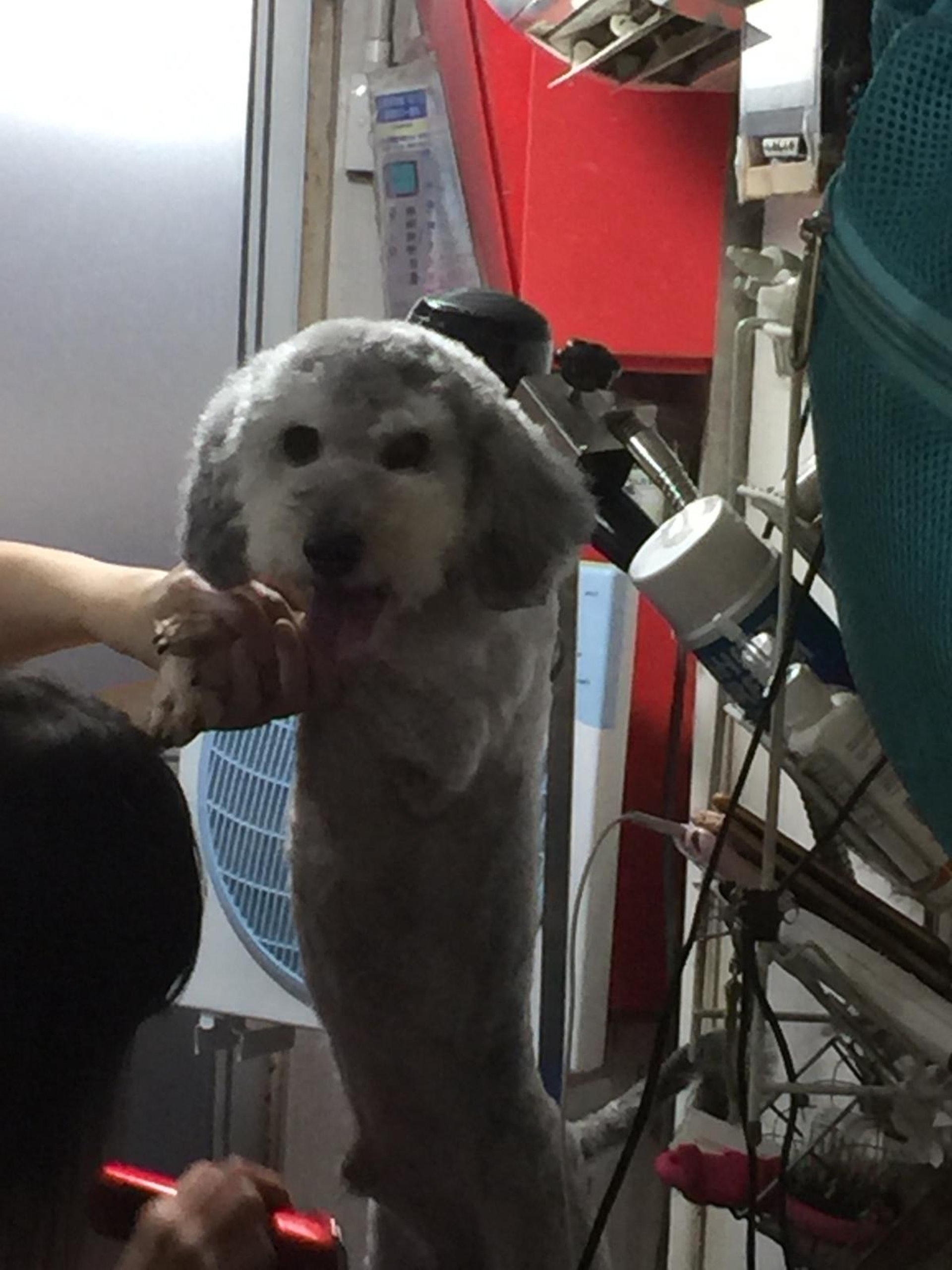 綿綿進行身體檢查後,義工便帶牠到寵物店美容。(相片由受訪者提供) 綿綿進行身體檢查後,義工便帶牠到寵物店美容。(相片由受訪者提供)