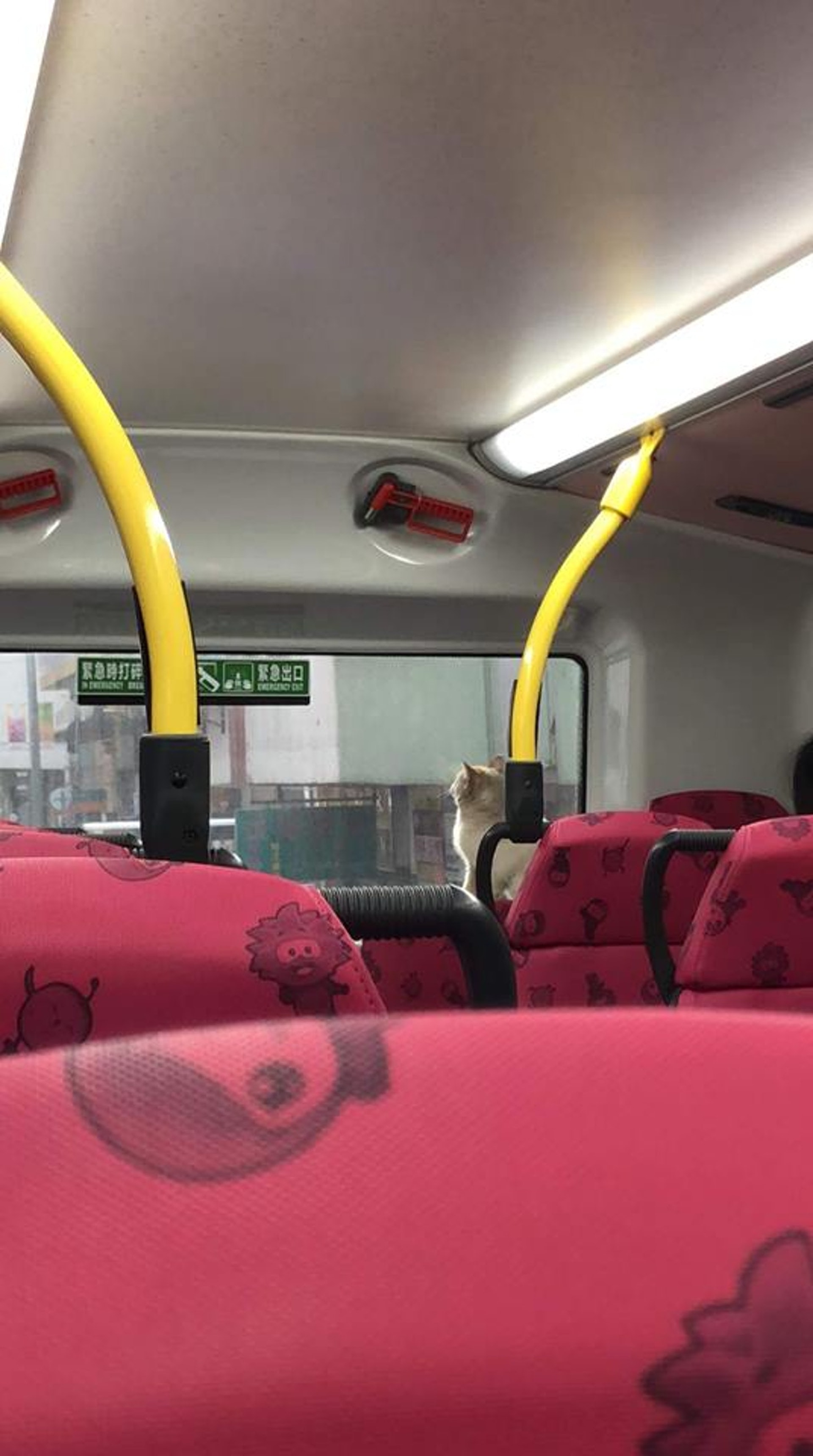 昨日花貓「偷搭」巴士，引起一片混亂。(資料圖片/FB專頁「巴士台 HK Bus Channel」提供）