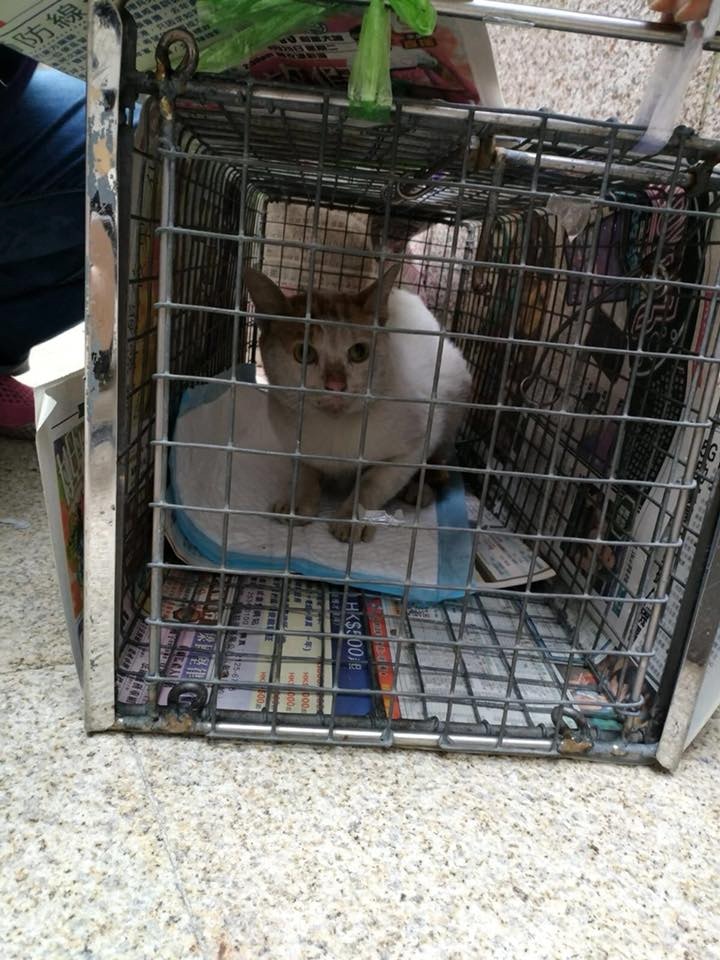 在街坊同心合力之下,終於在區內一條後巷內發現花貓,並由義工周姑娘成功救起暫養。(保護動物慈善協會(LAP)提供) 在街坊同心合力之下,終於在區內一條後巷內發現花貓,並由義工周姑娘成功救起暫養。(保護動物慈善協會(LAP)提供)