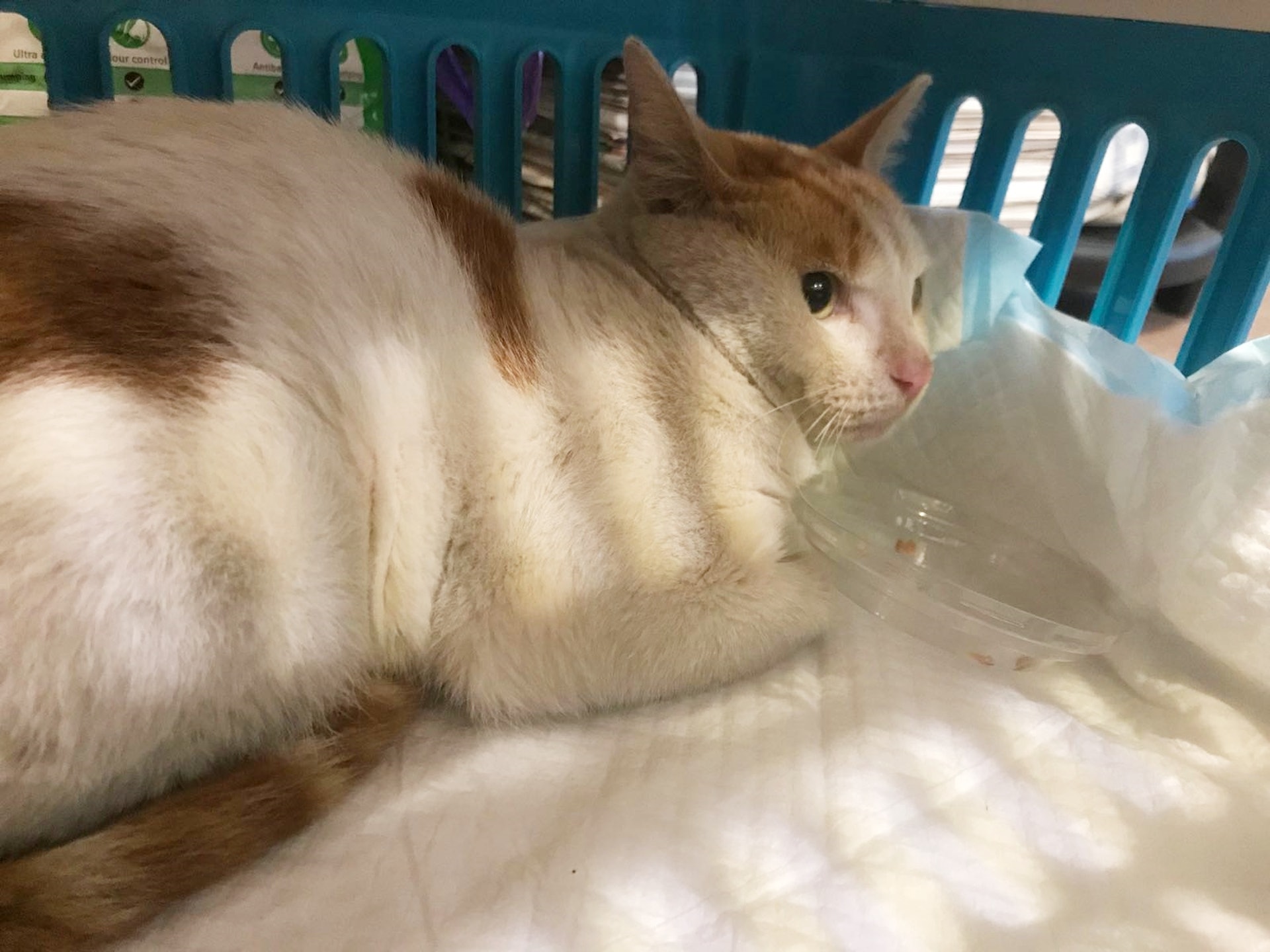 義工指,「巴士的貓」其實好乖好溫馴。(保護動物慈善協會(LAP)提供) 義工指,「巴士的貓」其實好乖好溫馴。(保護動物慈善協會(LAP)提供)