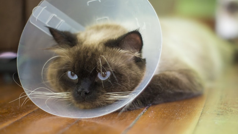 動物福祉日漸受重視。(資料圖片) 動物福祉日漸受重視。(資料圖片)