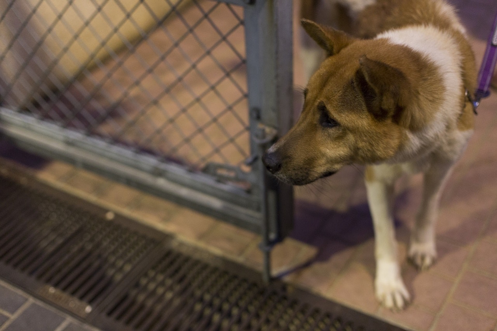政府亦擬設立社區大使,加強動物義工和警方之間的聯繫。(資料圖片) 政府亦擬設立社區大使,加強動物義工和警方之間的聯繫。(資料圖片)