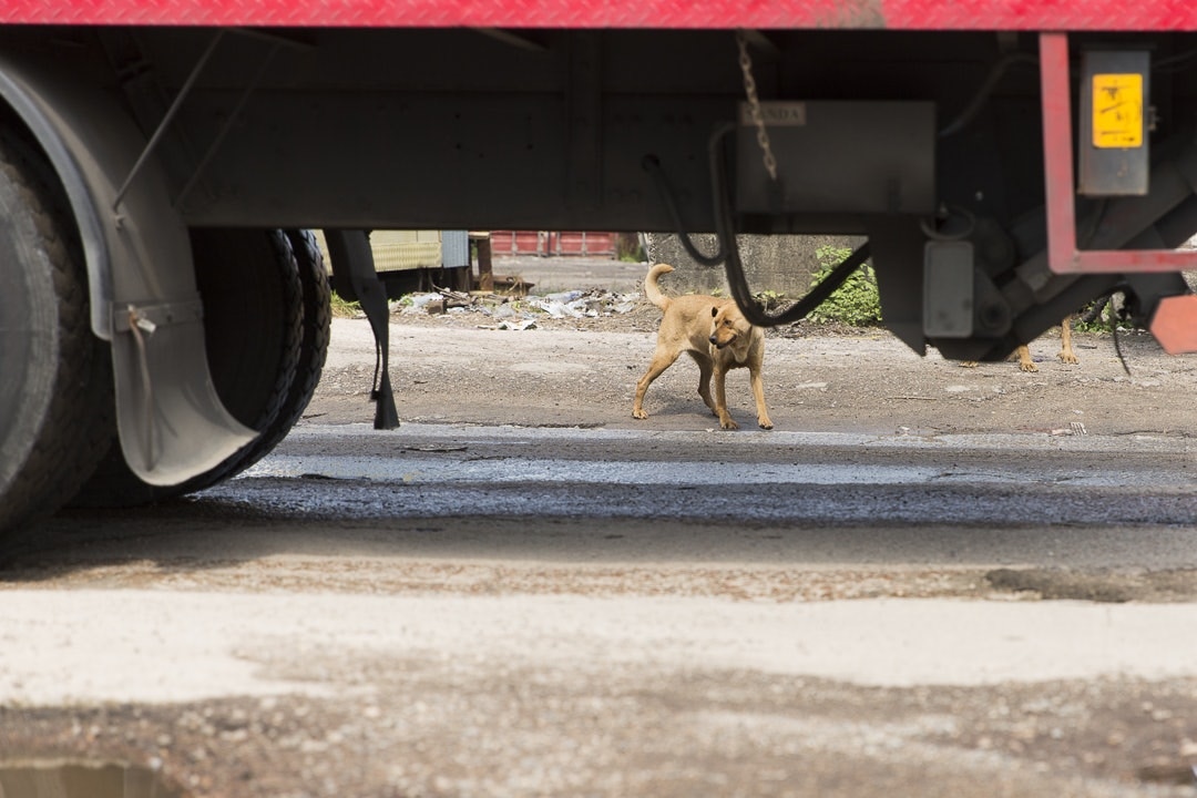 日後若車主撞倒路上貓狗,須停車及報警。(資料圖片) 日後若車主撞倒路上貓狗,須停車及報警。(資料圖片)
