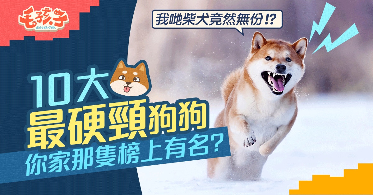 柴犬居然無份 最硬頸狗狗排行榜你家毛孩榜上有名嗎