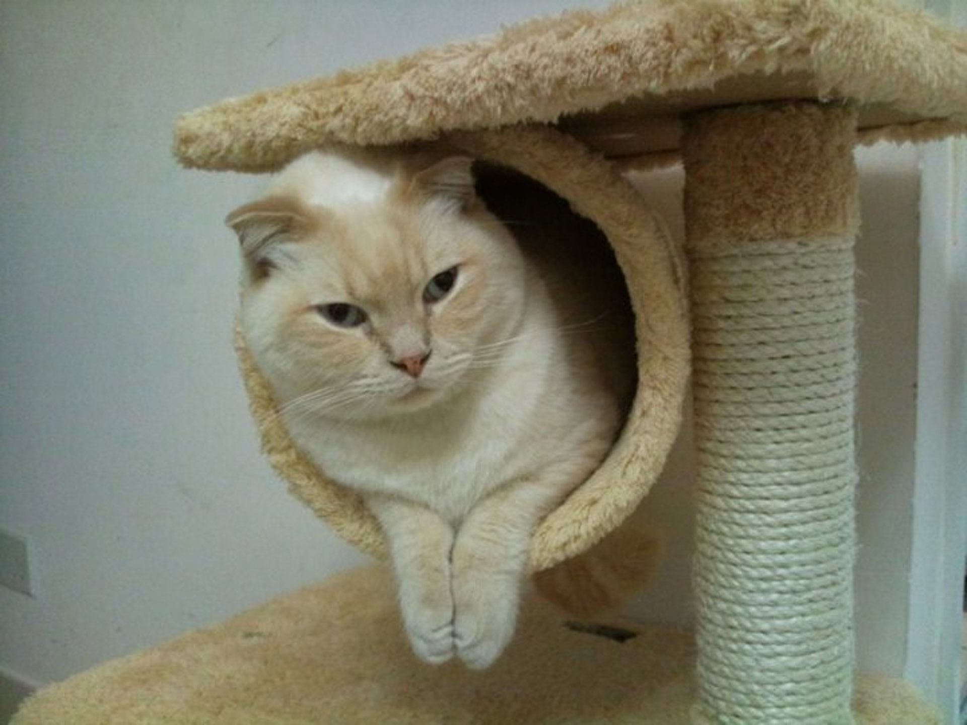 11歲的孟基貓「康康」在長沙灣一住宅大廈內被陌生男子抱走。(受訪者提供) 11歲的孟基貓「康康」在長沙灣一住宅大廈內被陌生男子抱走。(受訪者提供)