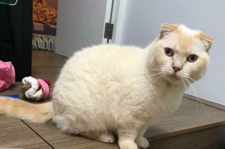 外傭發現「康康」失蹤後,馬上通知Holly。(受訪者提供) 外傭發現「康康」失蹤後,馬上通知Holly。(受訪者提供)