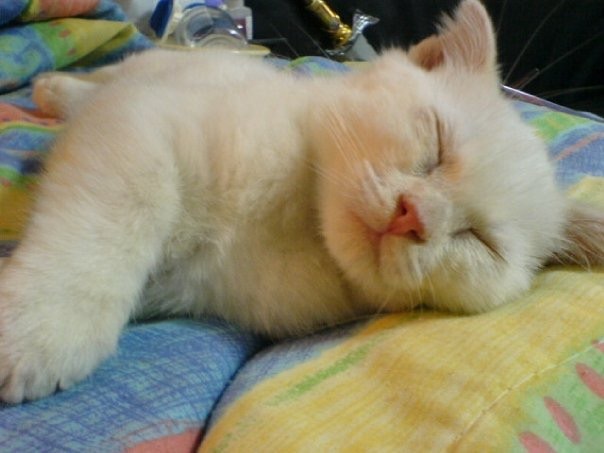 警方發言人回覆案件暫列作盜竊案處理。(受訪者提供) 警方發言人回覆案件暫列作盜竊案處理。(受訪者提供)