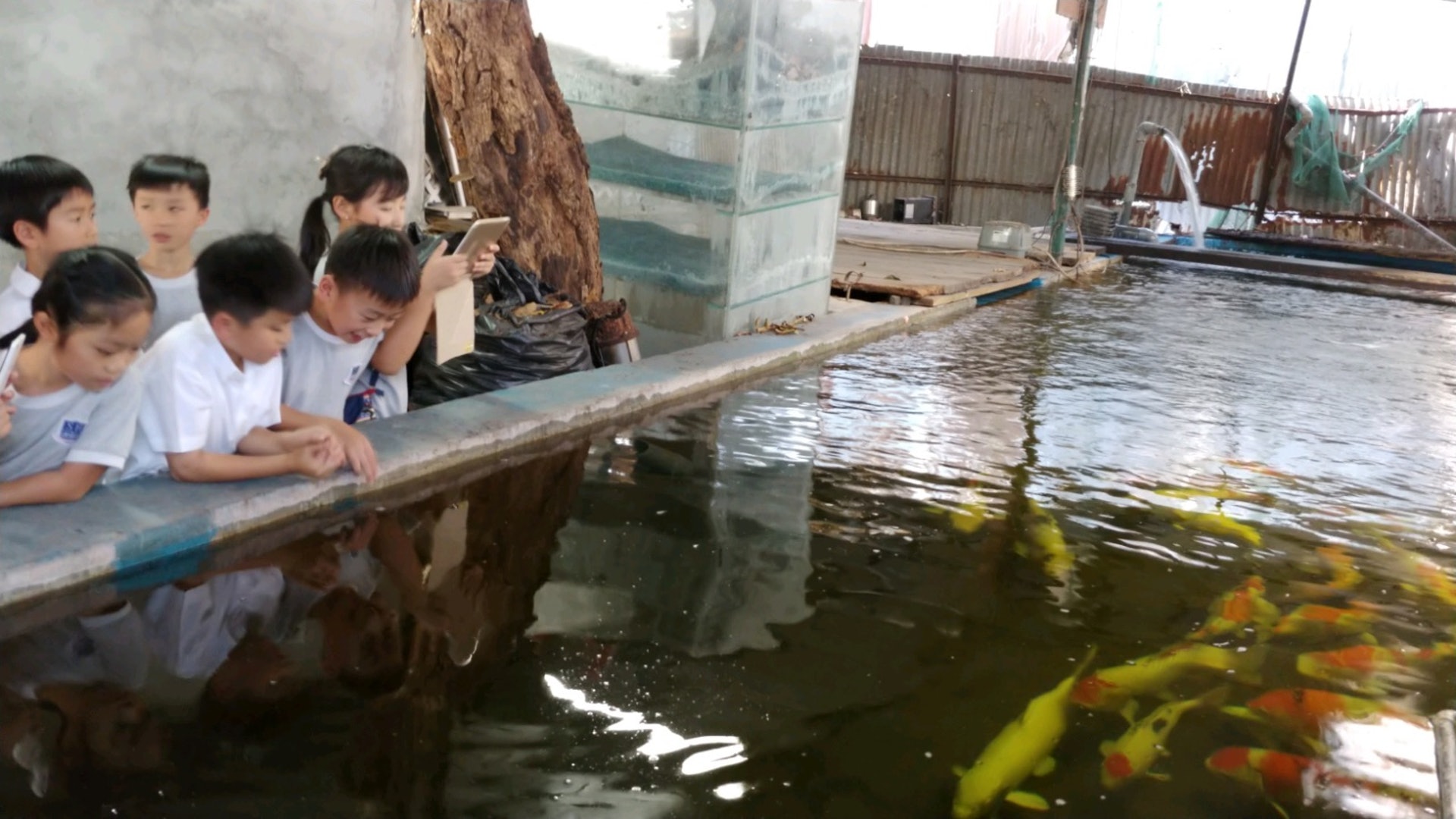 劏車場老闆養了數十條鯉魚，同學們順便上了一堂生態科學課。(德萃小學圖片)