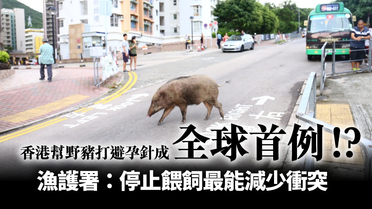 滋擾出沒個案上升 野豬打避孕針值得做 政府須定期交代成效 滋擾出沒個案上升 野豬打避孕針值得做 政府須定期交代成效