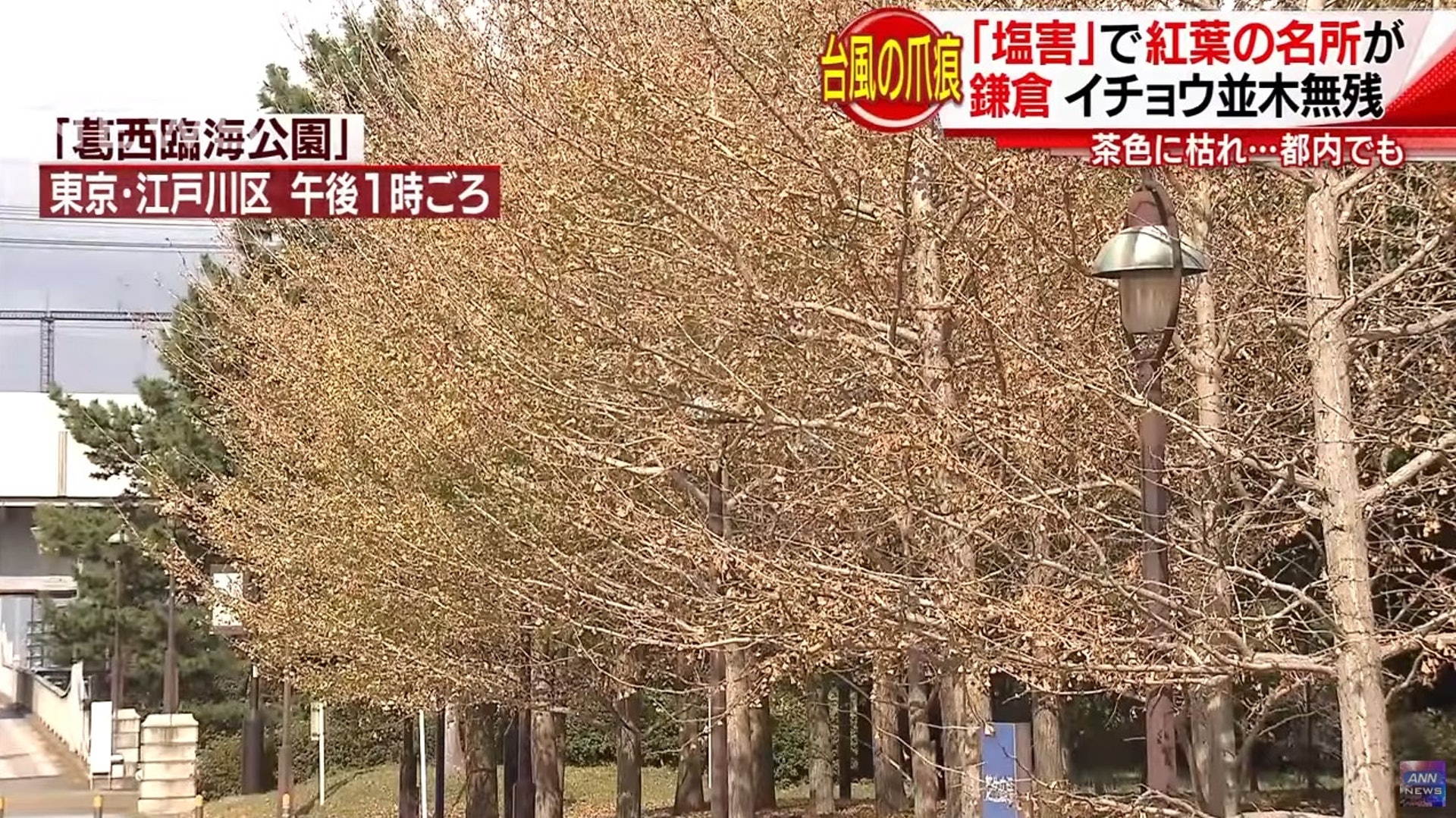 紅葉迷注意日本颱風過後鹽禍衝擊樹葉未紅先枯慘變 鴛鴦樹 香港01 世界專題 紅葉迷注意日本颱風過後鹽禍衝擊樹葉未紅先枯慘變 鴛鴦樹 香港01 世界專題