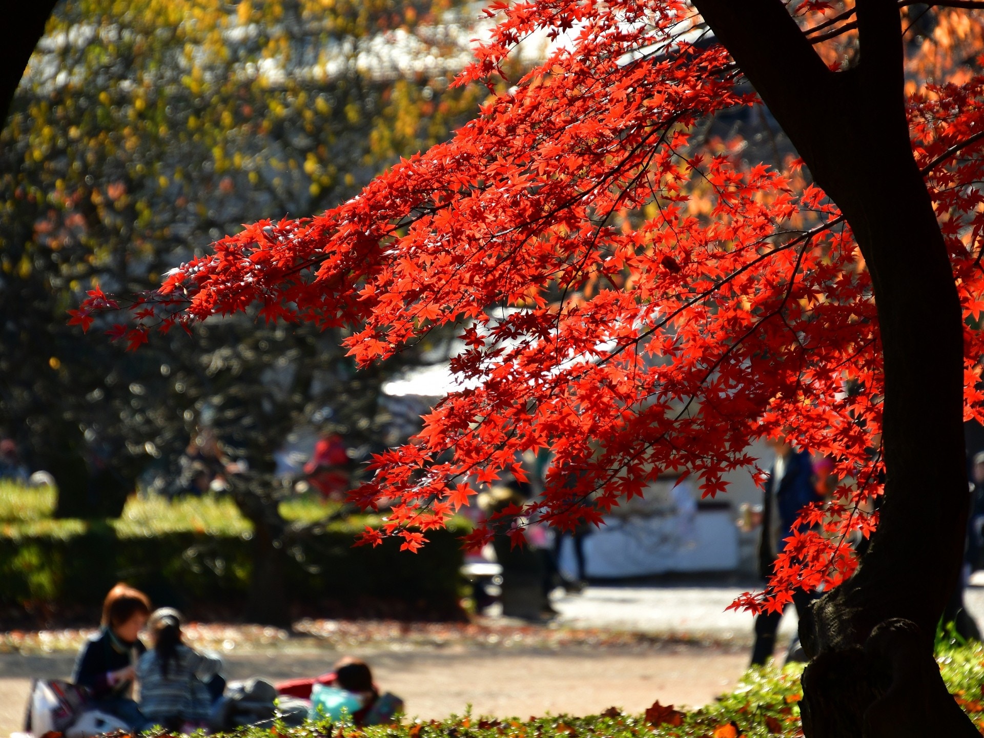 紅葉迷注意日本颱風過後鹽禍衝擊樹葉未紅先枯慘變 鴛鴦樹 香港01 世界專題