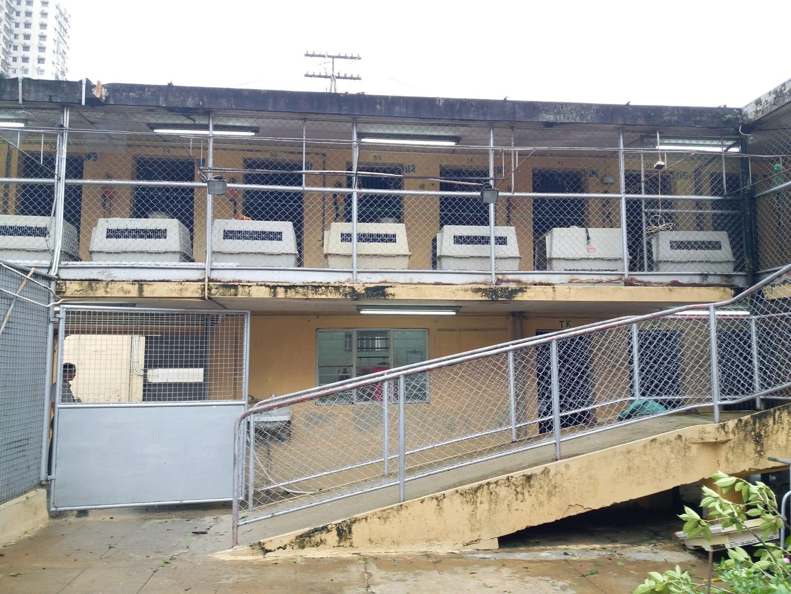 澳門逸園裡的格力犬再傳出死訊,再次令人擔憂狗場裡格力犬的健康問題。(Albano Martins@facebook) 澳門逸園裡的格力犬再傳出死訊,再次令人擔憂狗場裡格力犬的健康問題。(Albano Martins@facebook)